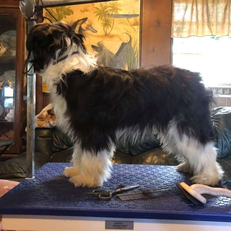 Hairicane Any Given Sunday