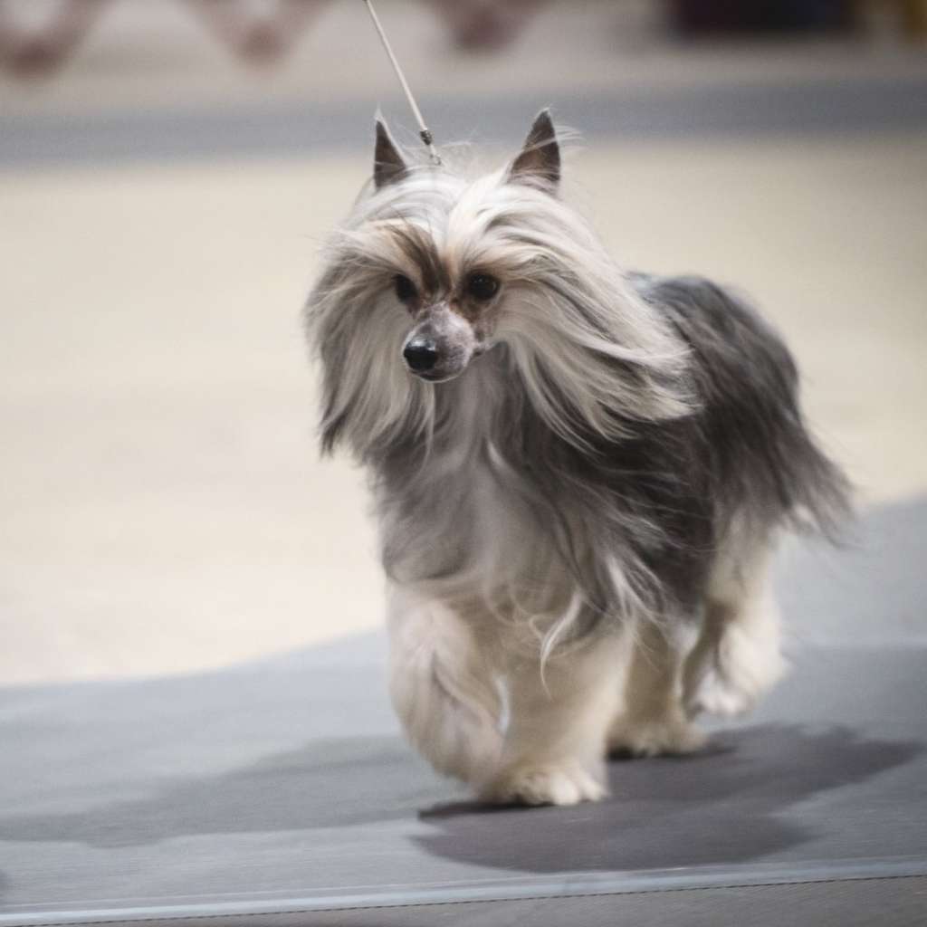 Risumo's Heavenly Dreamer