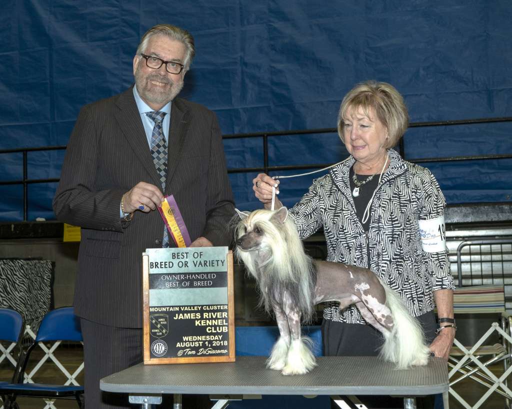 CH GCHB Risumo's Heavenly Journeyer