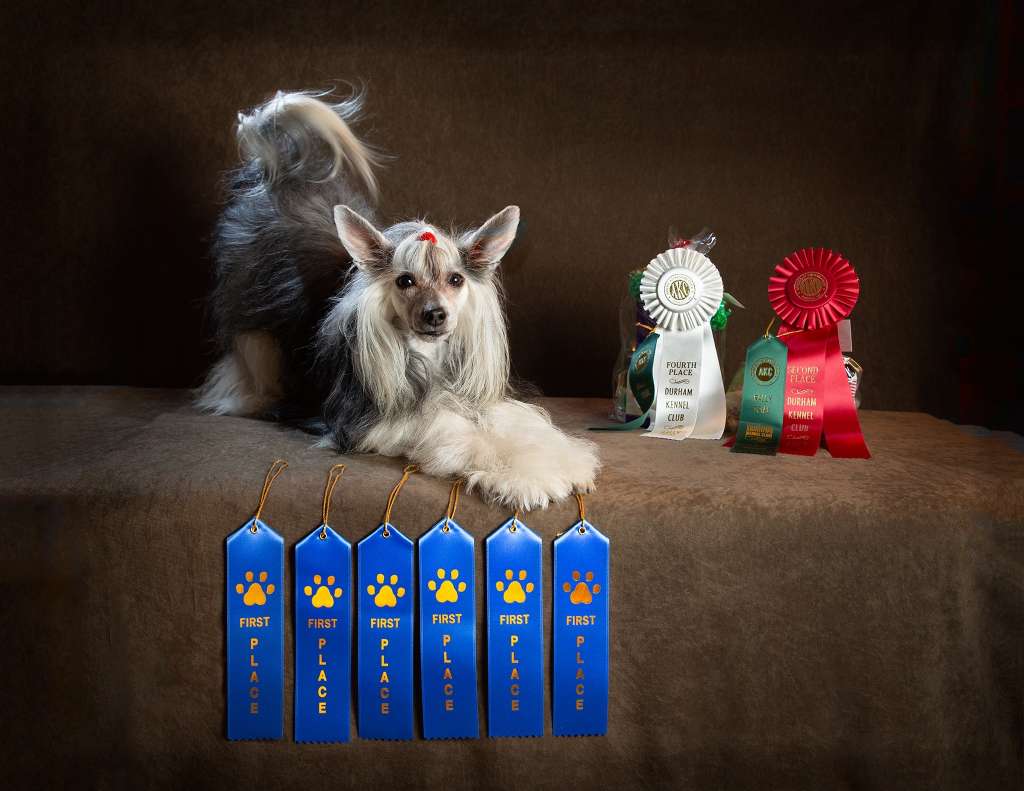 Risumo's Heavenly Tiffany Star