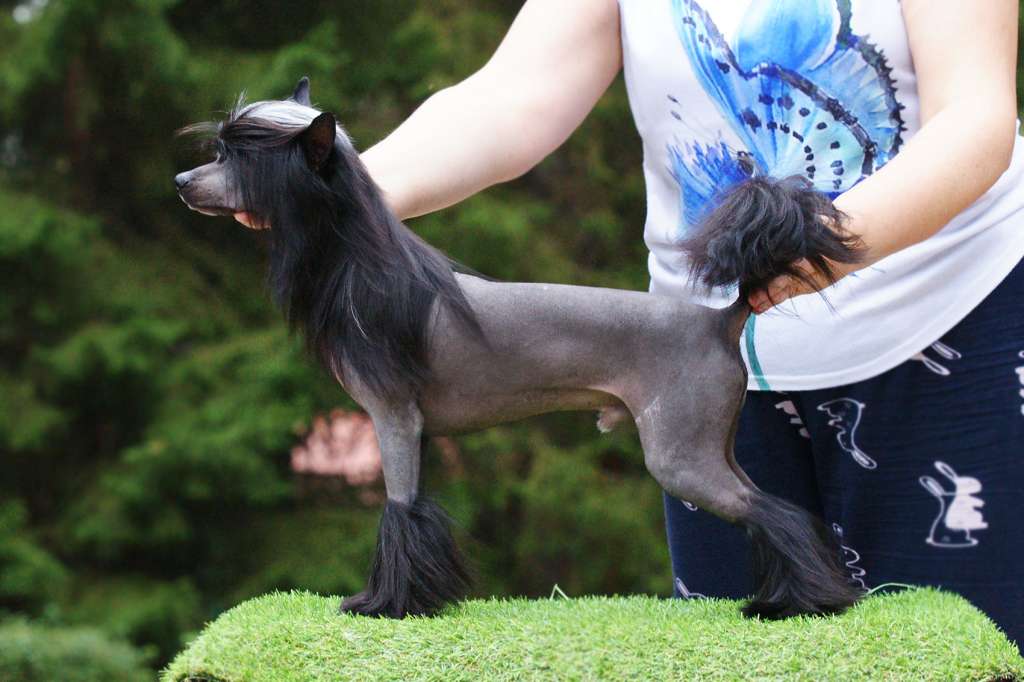 Incanto Del Mondo Lexus