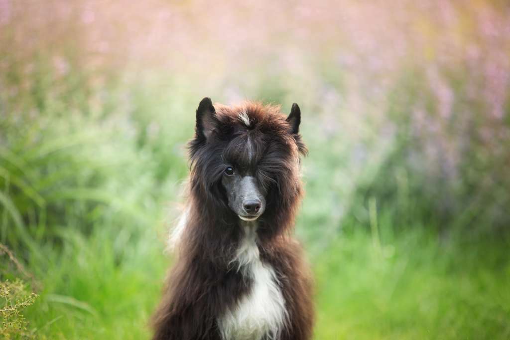 Incanto Del Mondo Louis d'Or