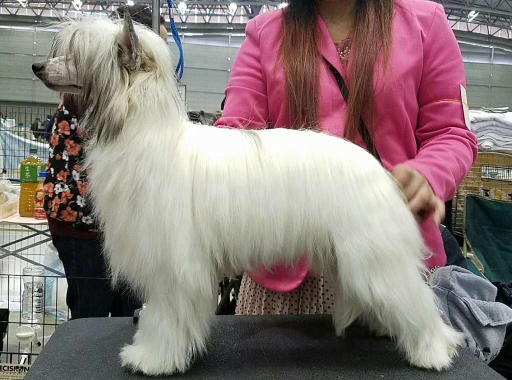 Angel Drive Jp AnneRose