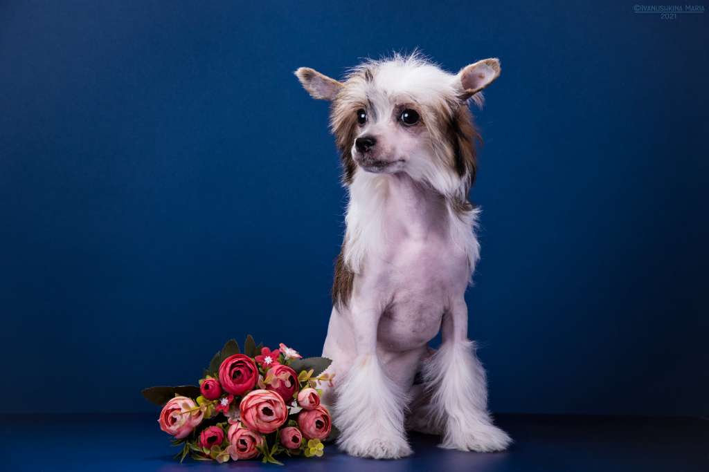 Ilatani Style Lodestar