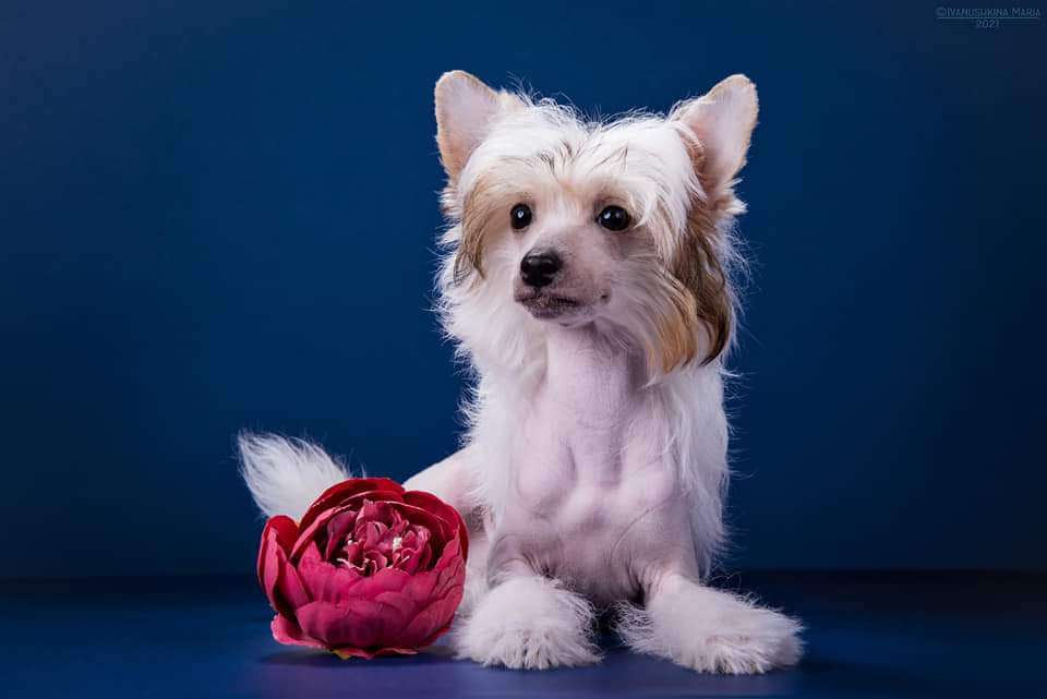 Ilatani Style Lusso Brilliats