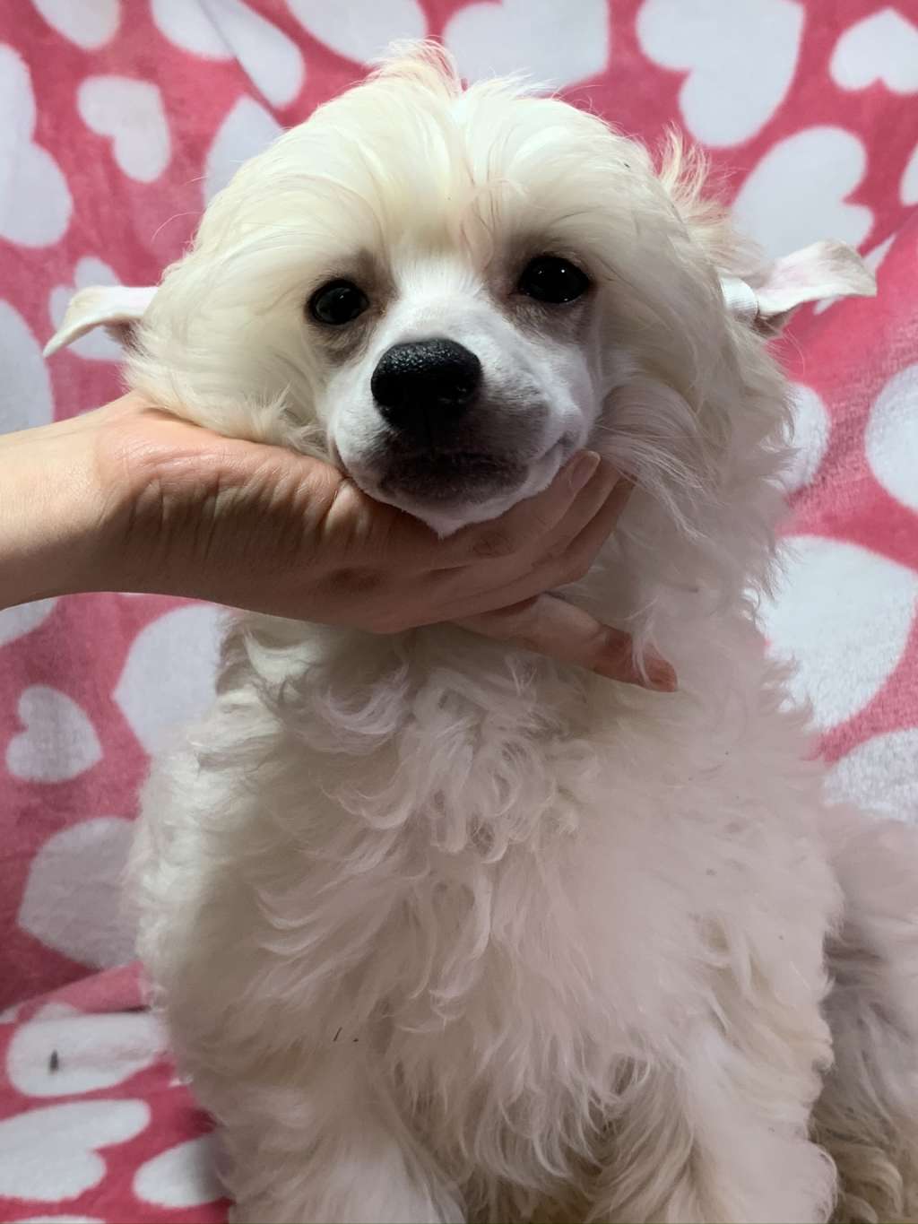 Eternity Sirius Jp Diana