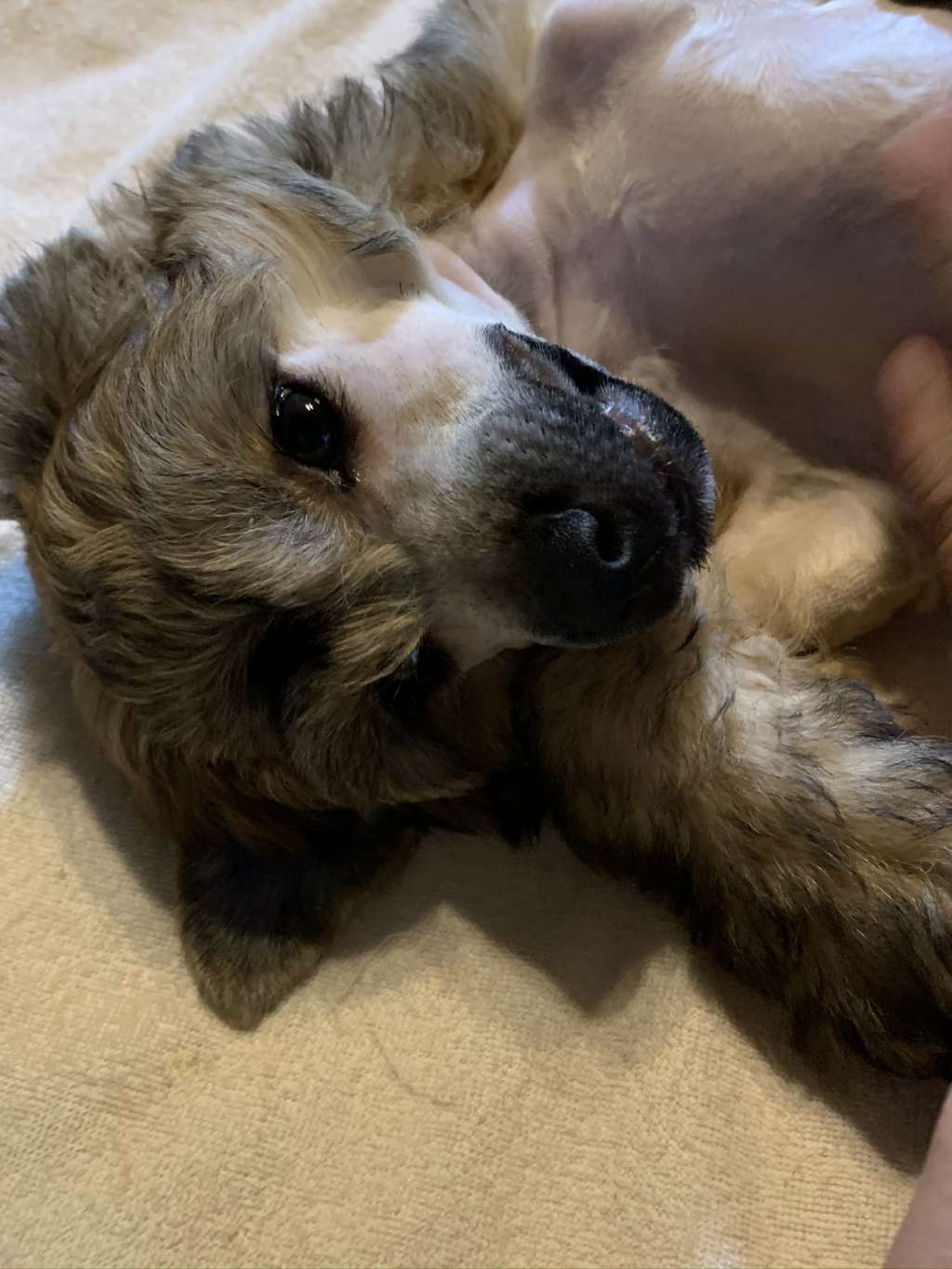 Eternity Sirius Jp Edel