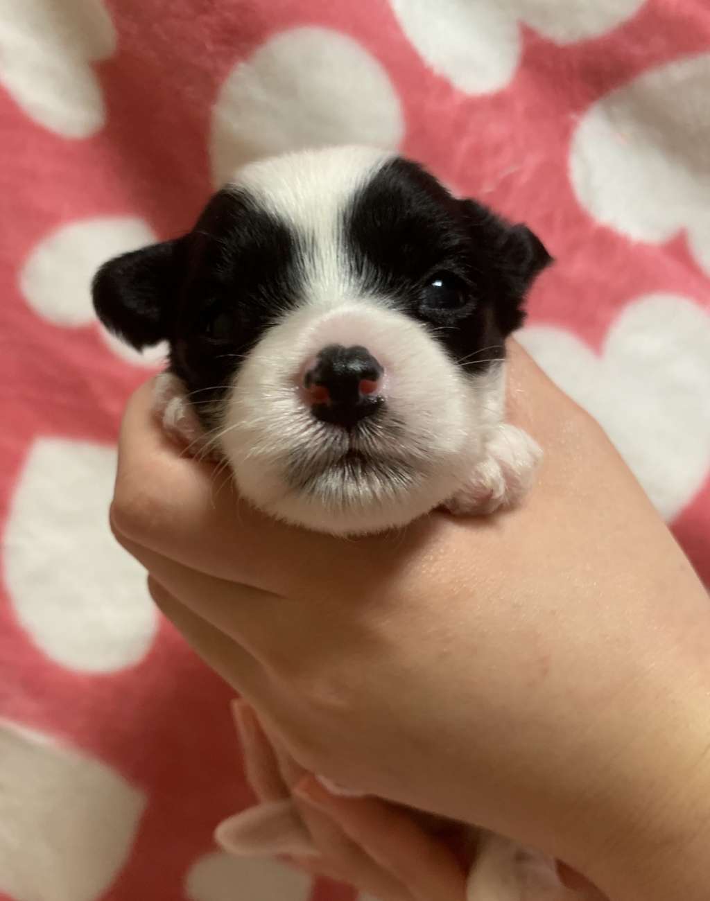 Eternity Sirius Jp Fonzel