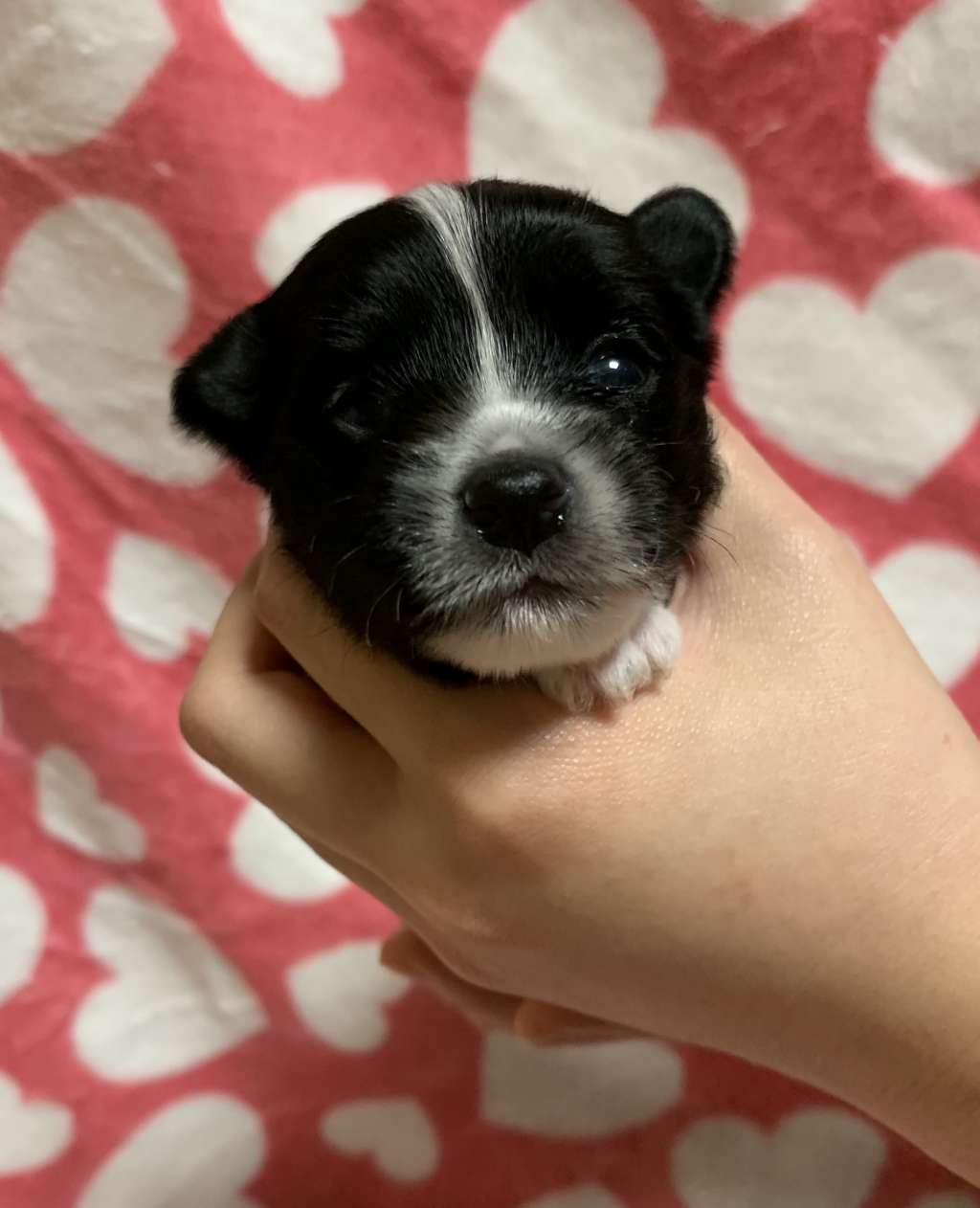 Eternity Sirius Jp Fanny