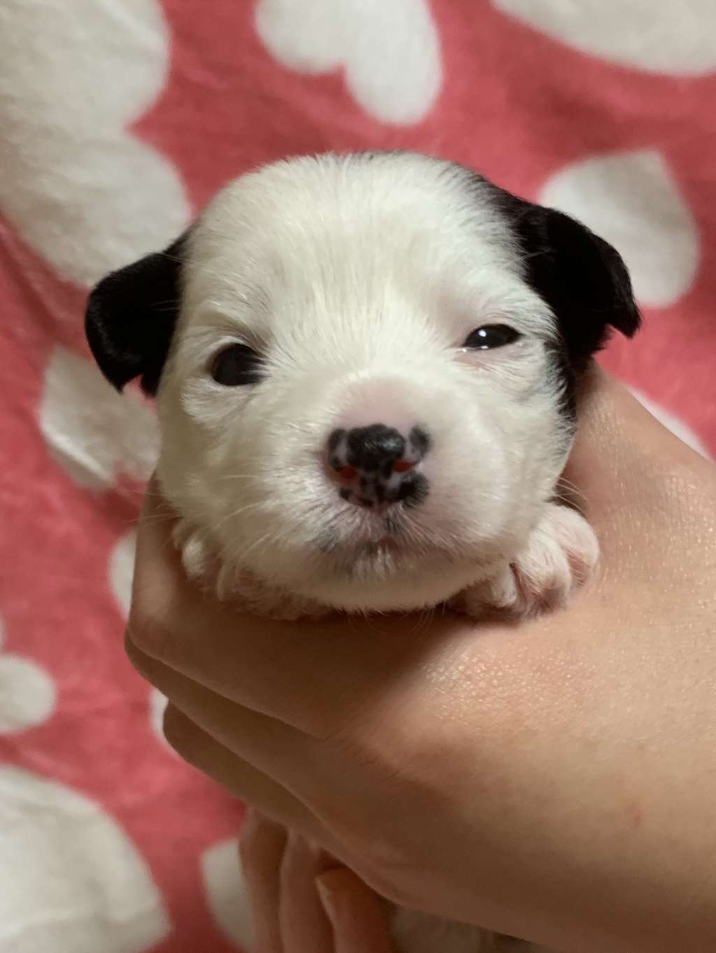 Eternity Sirius Jp Fatima