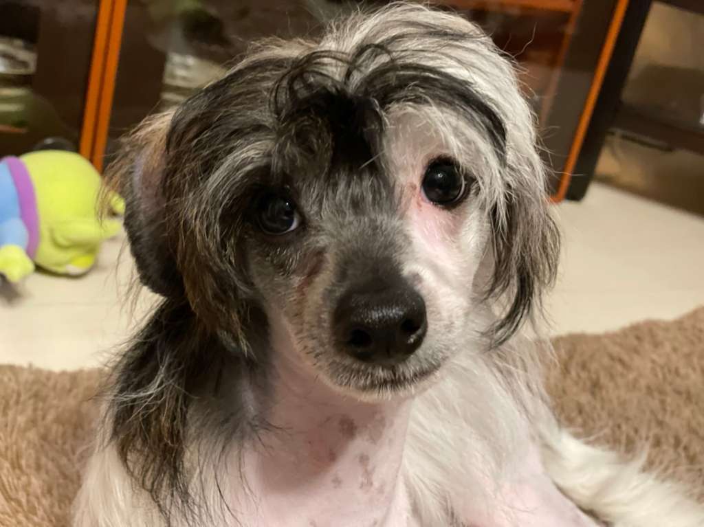 Eternity Sirius Jp Ganesa