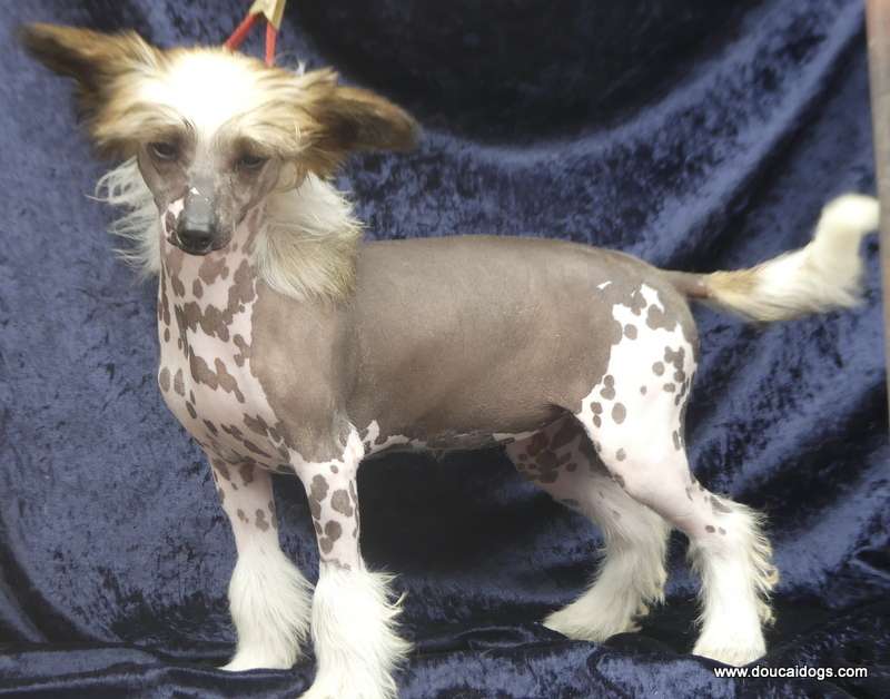 Doucai's  Black Opium  Special