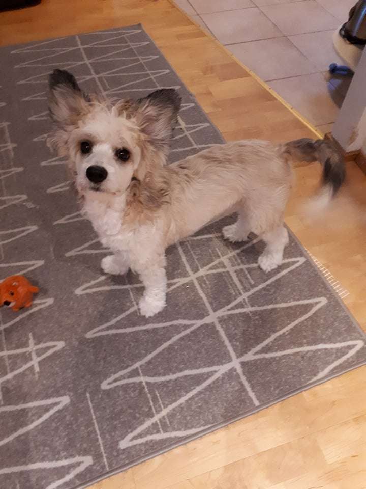 Pinky Twinky Semper Paratus