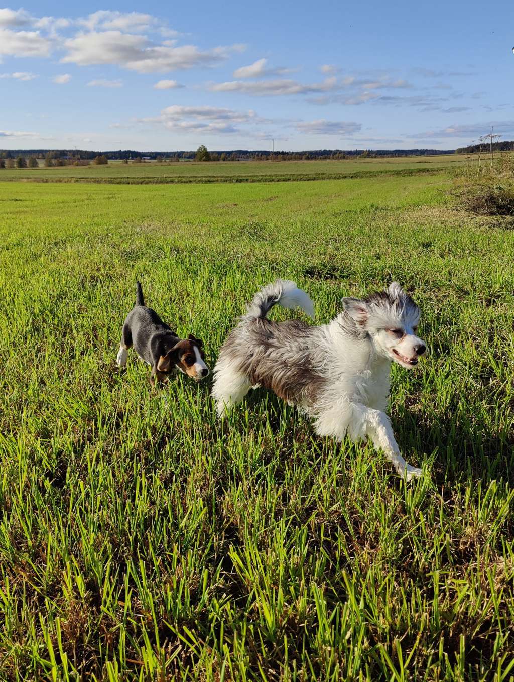 Pinky Twinky Luceat Lux Vestra