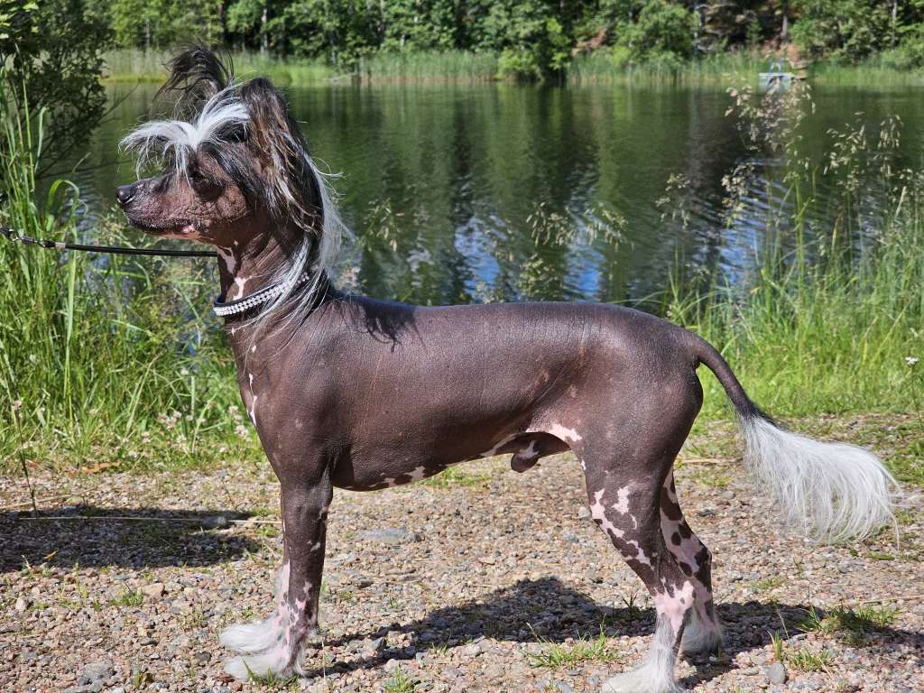 Pinky Twinky Lex Non Scripta