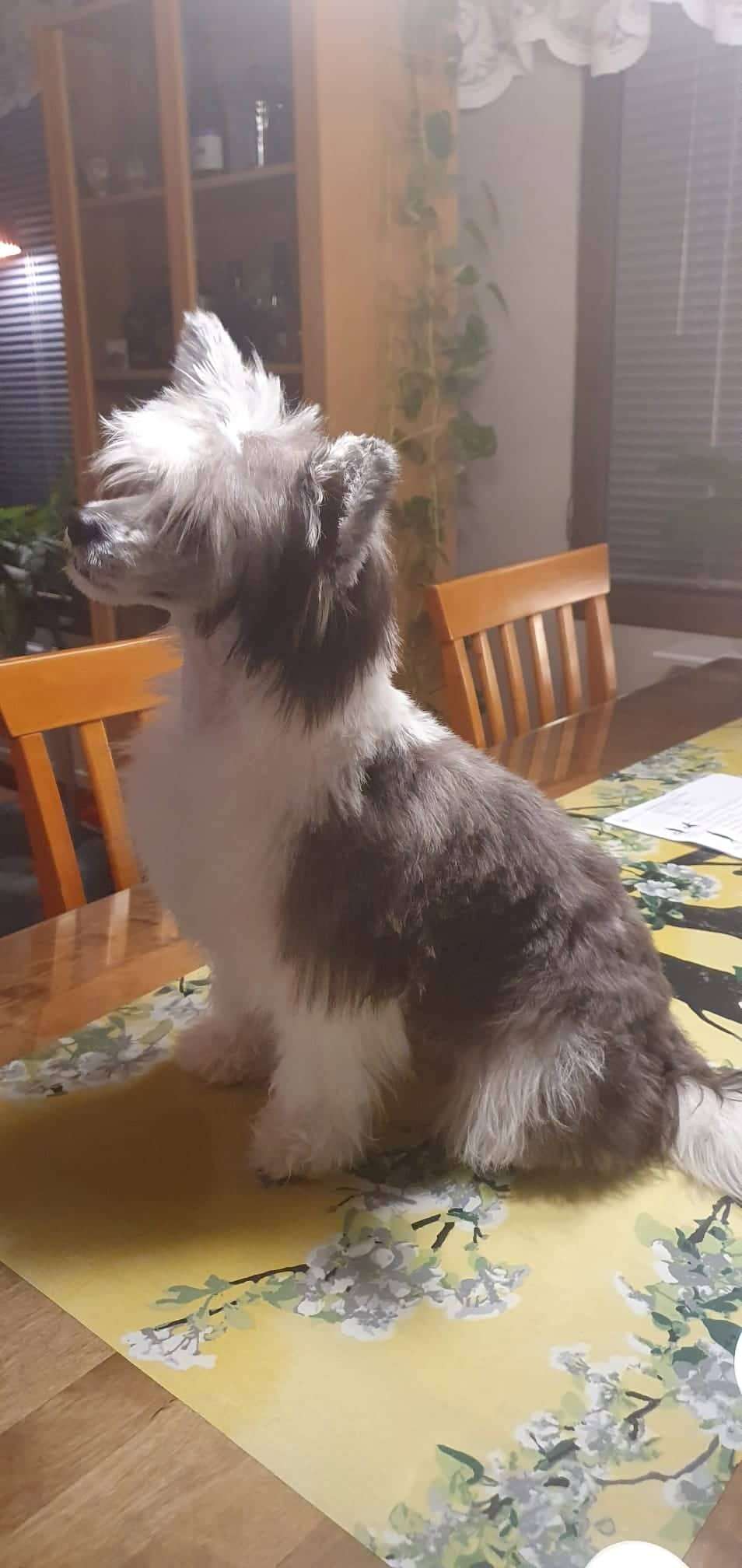 Pinky Twinky Arcanum Boni Tenoris Animae