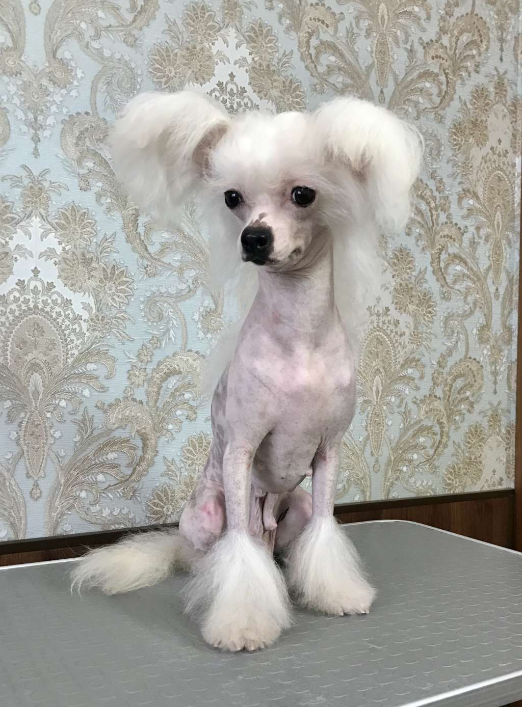 Vellar Pljus Lecol Sharm Roza Nezhnaya