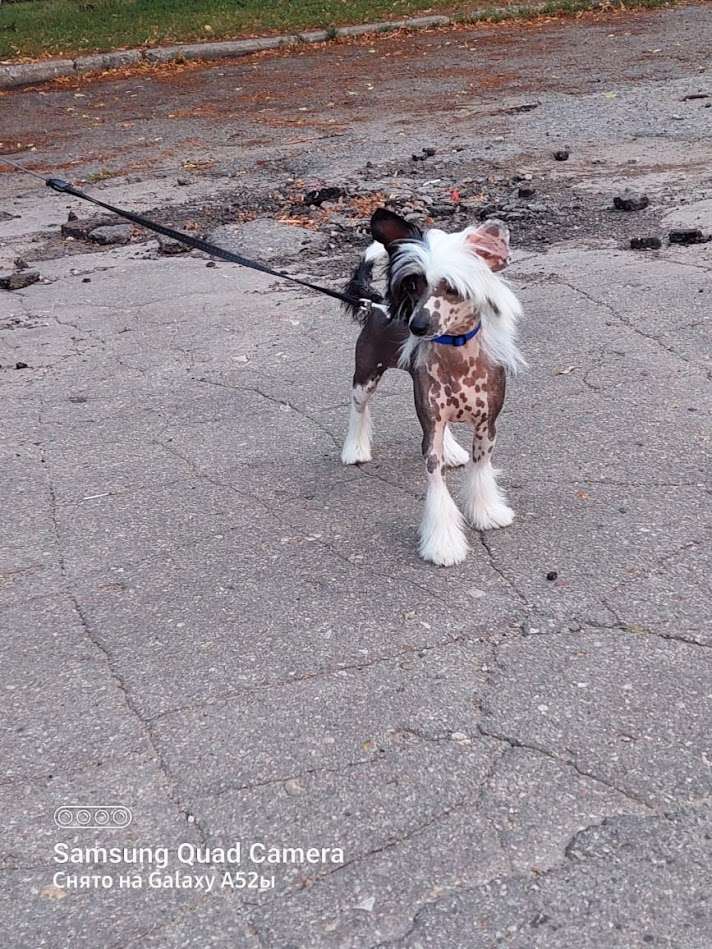 Show Galaktika Idalgo