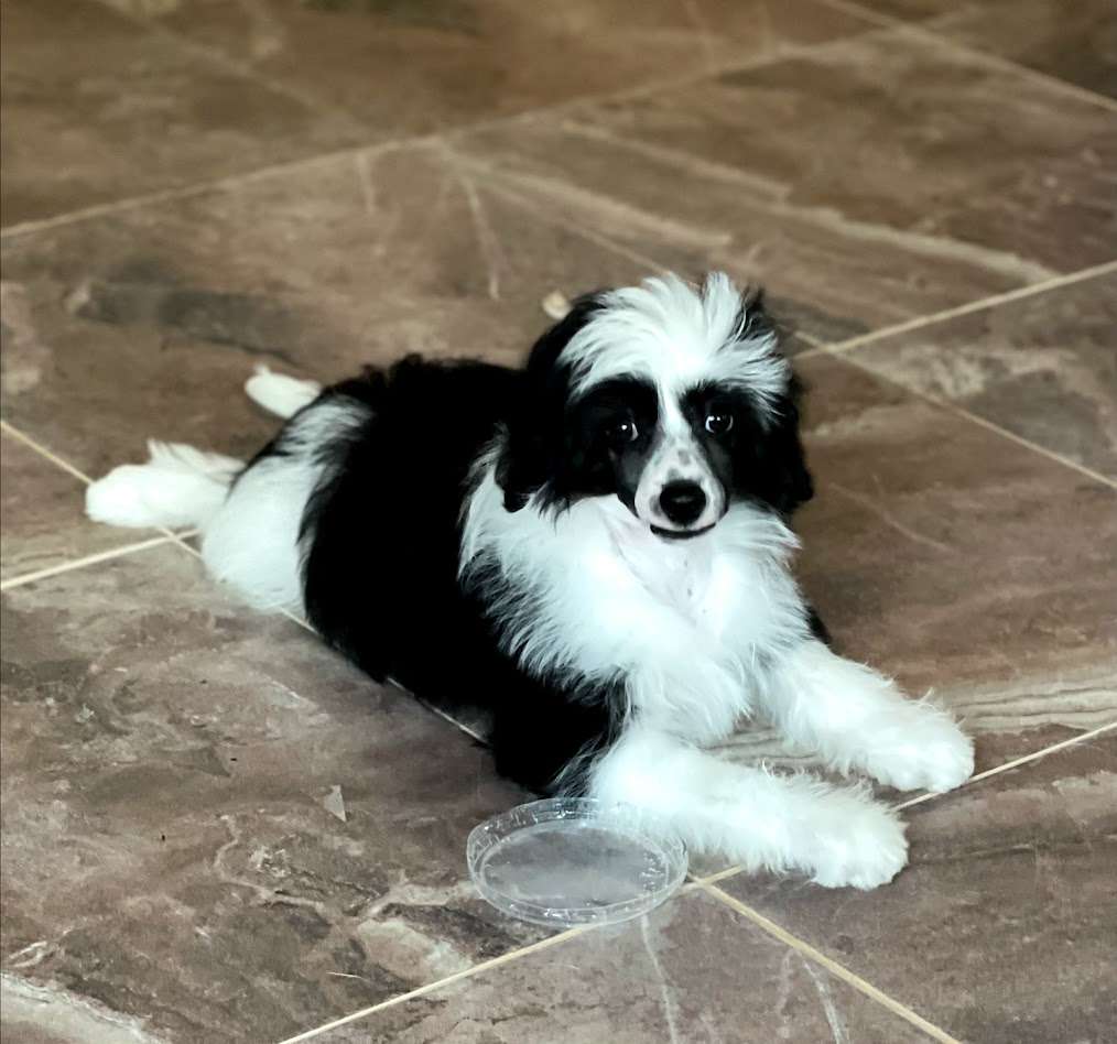 Show Galaktika Ispirato