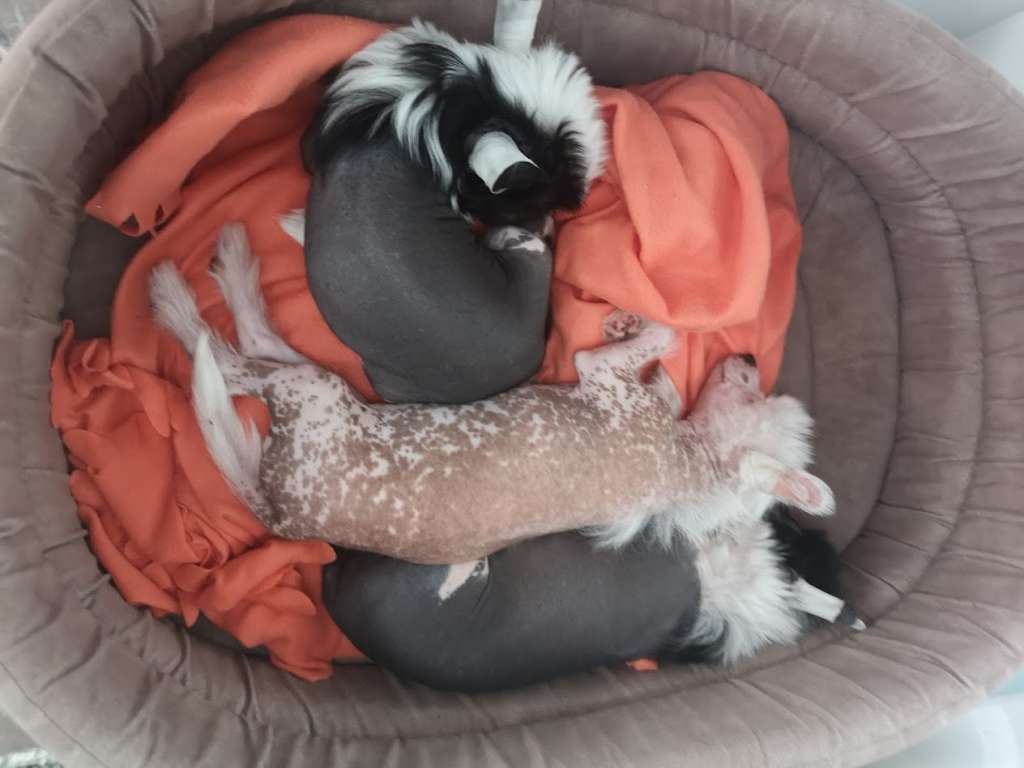 Show Galaktika Imidzh.