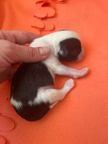 Show Galaktika Intriga