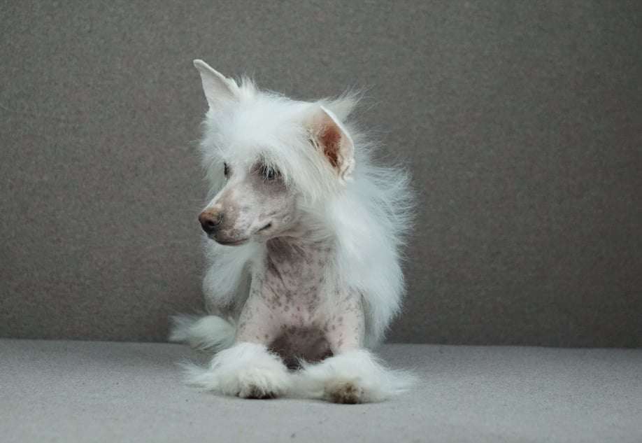 Luna Planet Of Dream