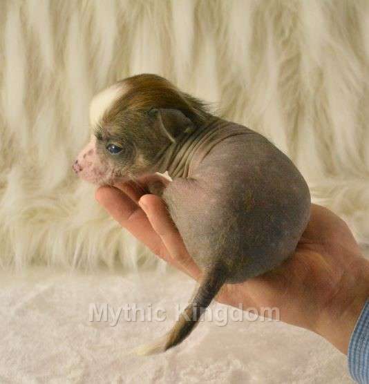 Mythic Mini Victor Hugo