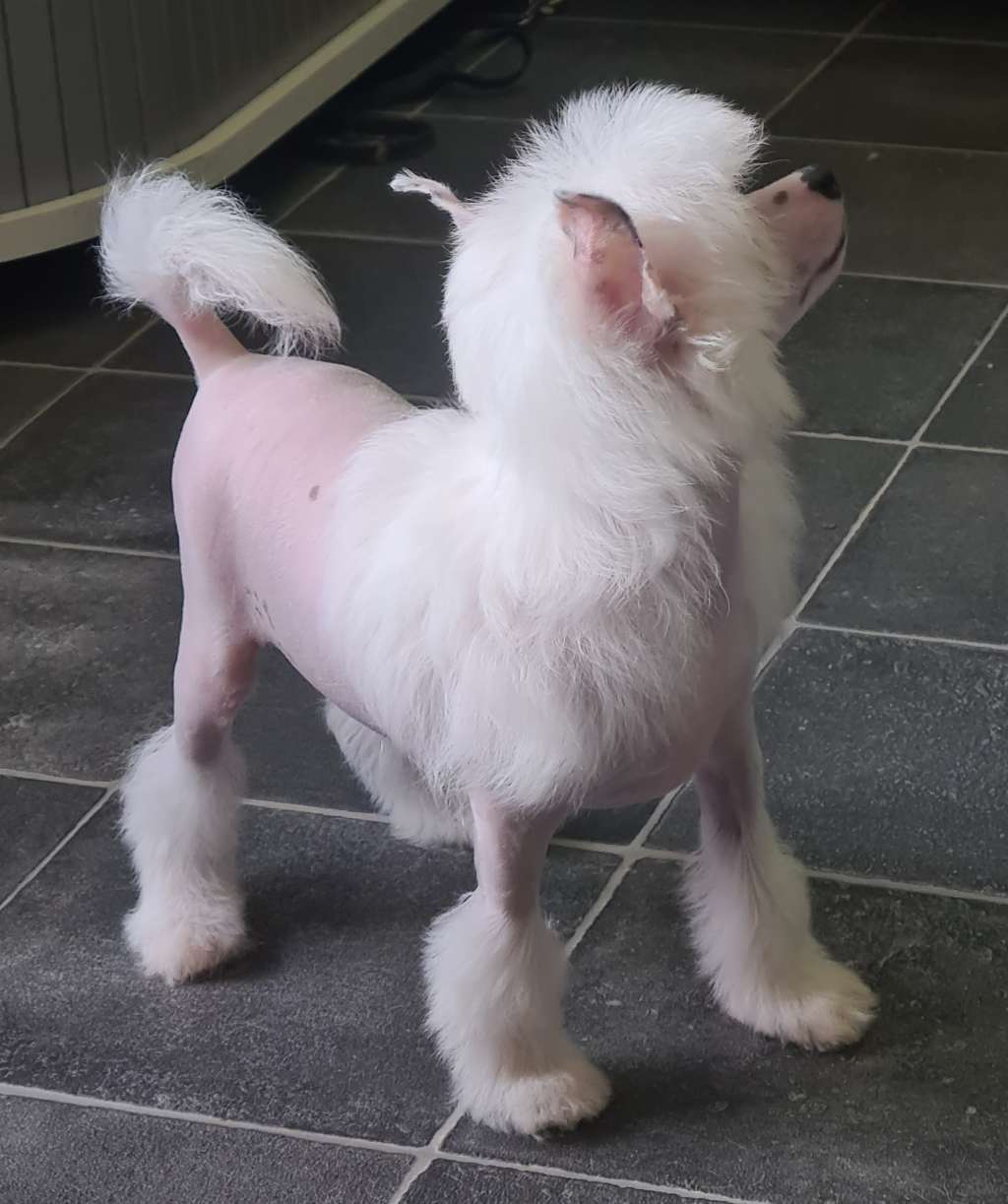 Riviera De l'Eden Angel