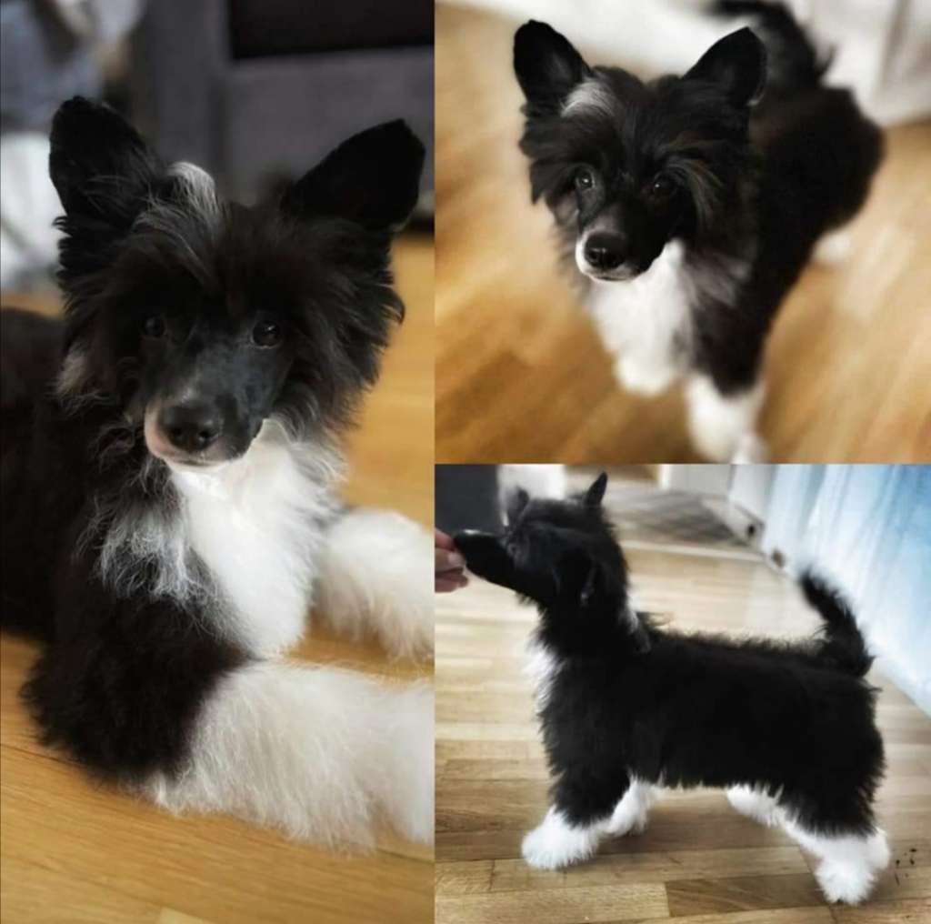 EXxiino's Don't Brag Just Swag