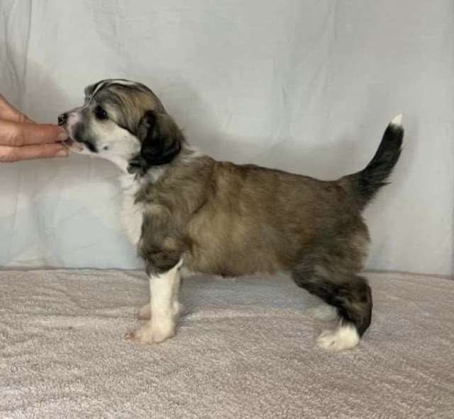 Moelmo's Forgive And Forget