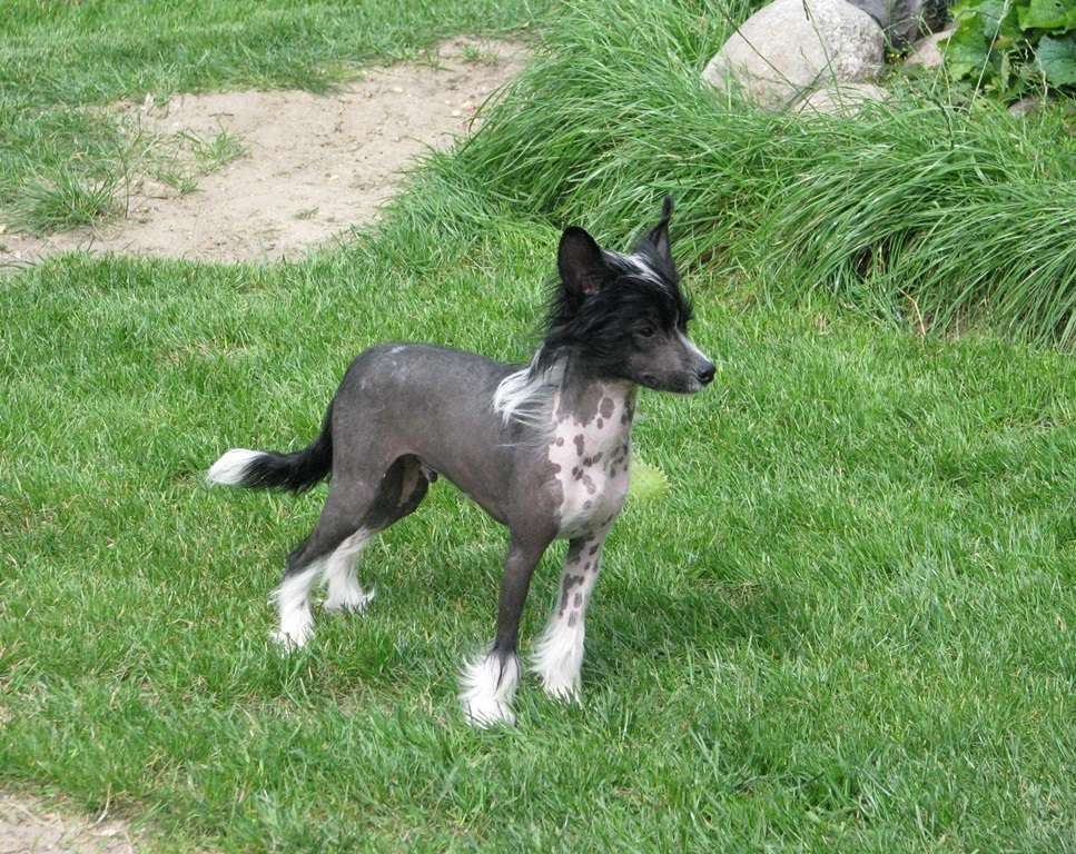 Bentley   Exotic World FCI