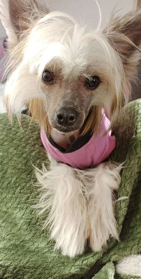 Balu Exotic World FCI