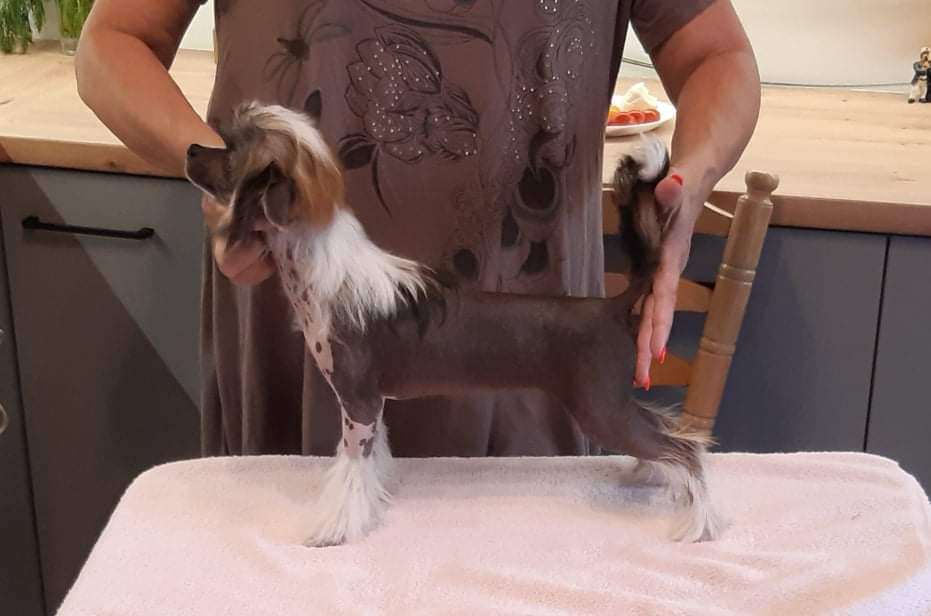 Bagira Exotic World FCI