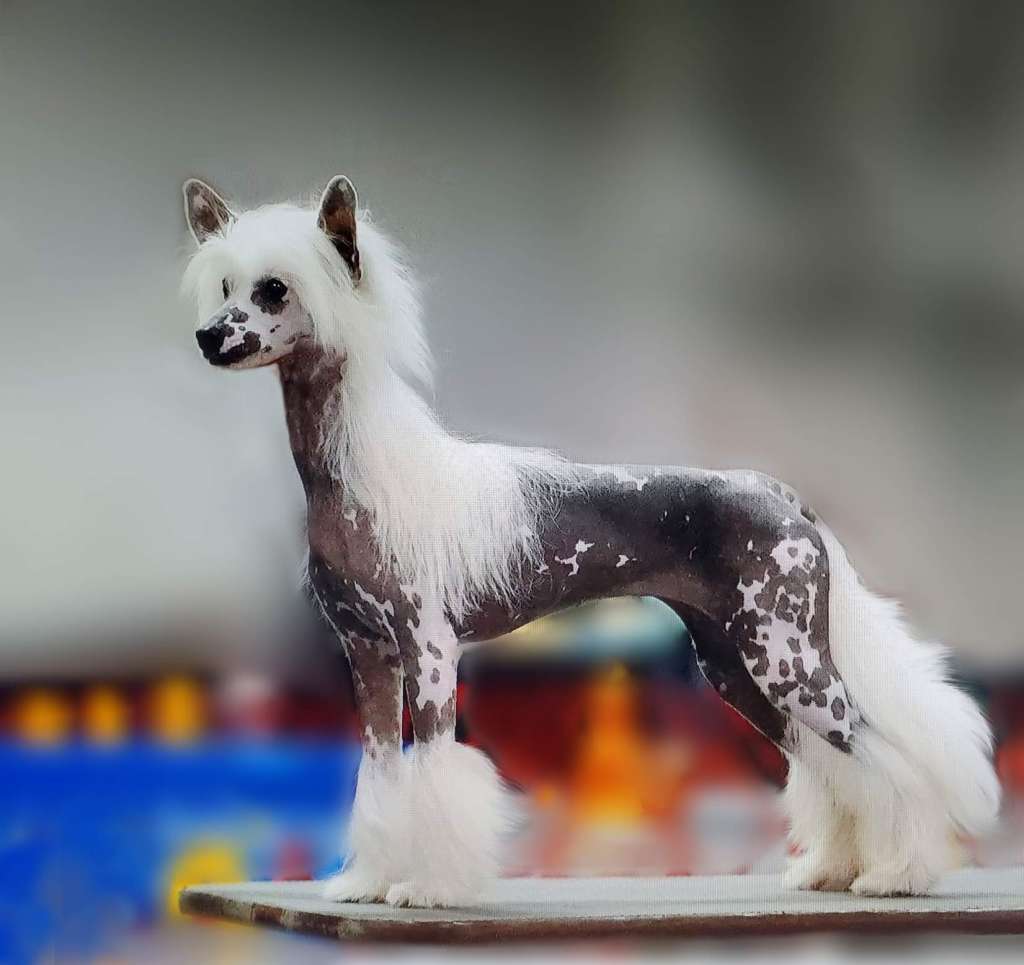 HitLine Ltd Exclusive it's Me