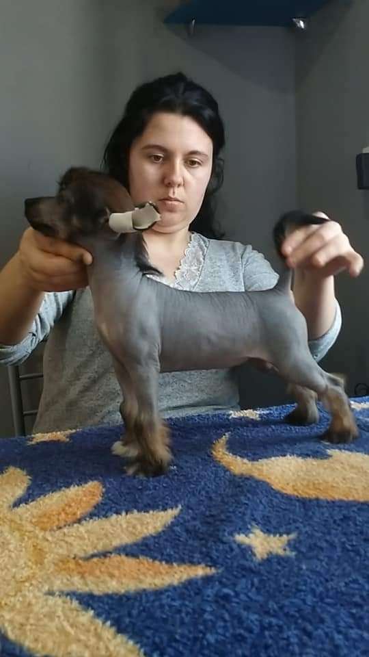 Karasa  Molosos Gratzi