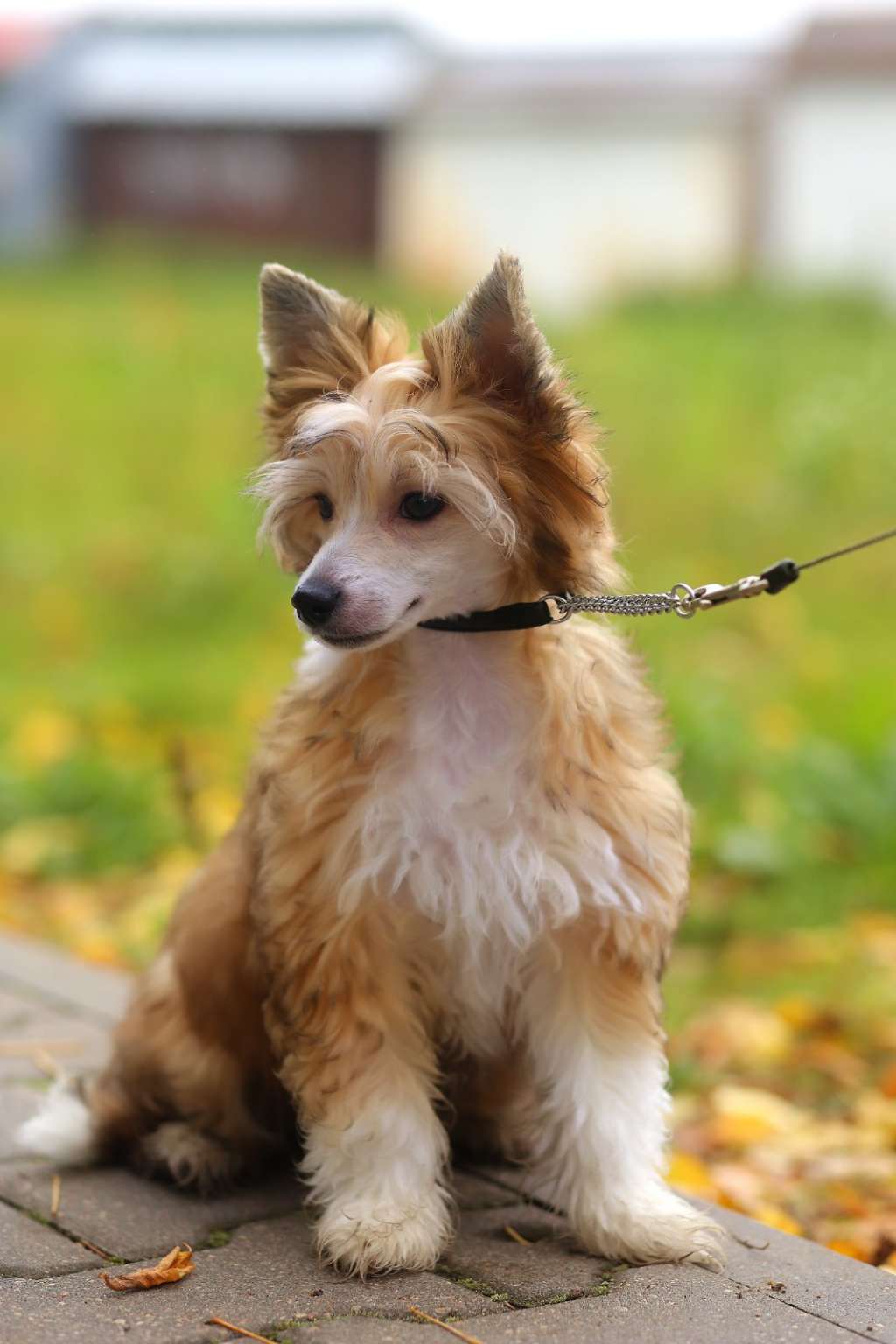 Nesravnennaya Asty  Bonus Westtai