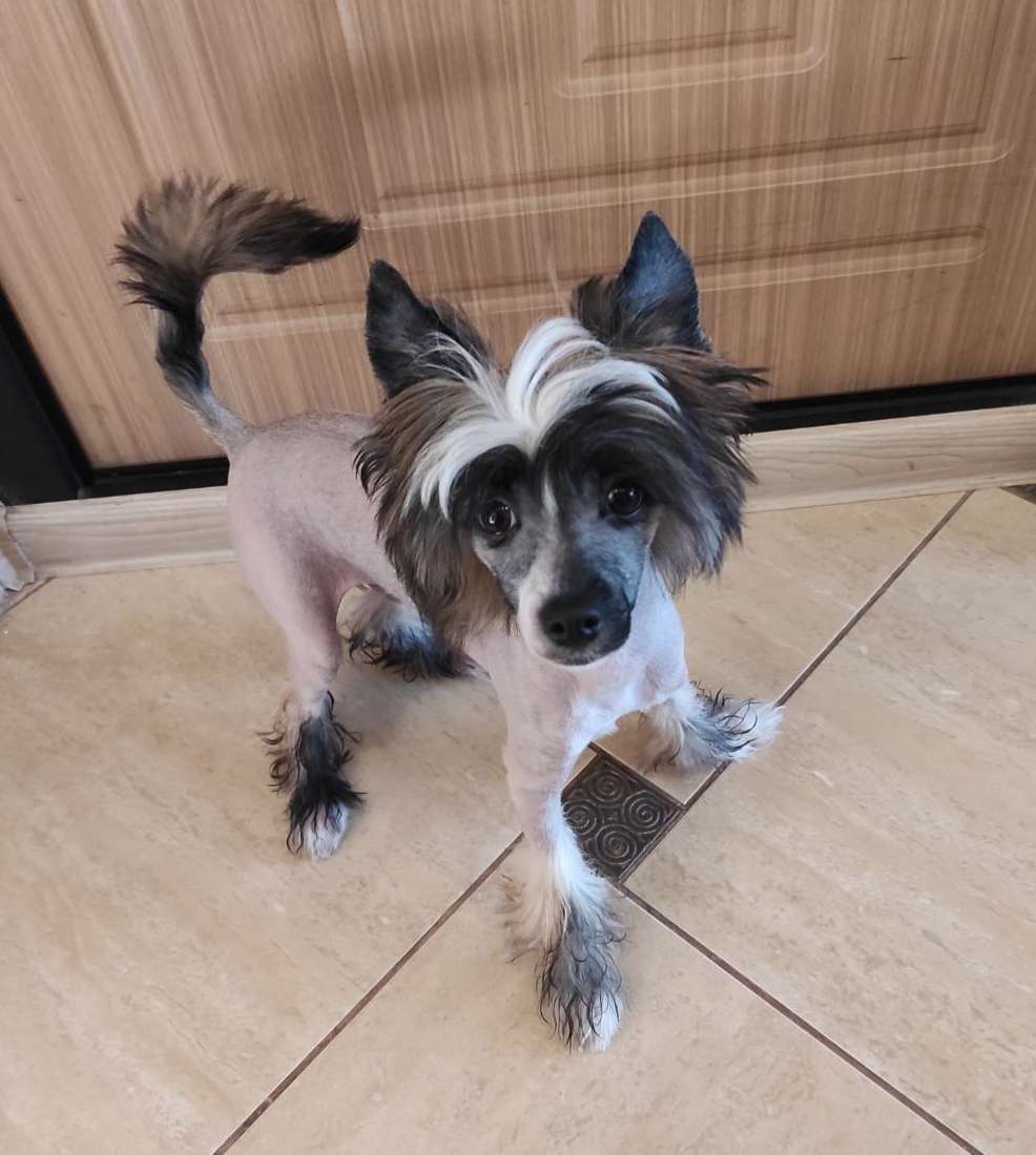 Oliver Gorg Bonus Westtai