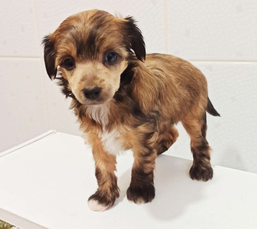 Olania Bonus Westtai