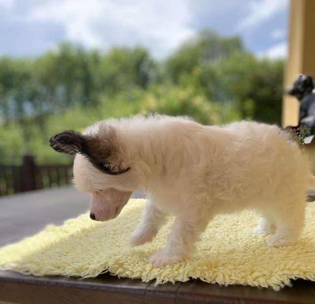 Fantaghiro powder Ankadi