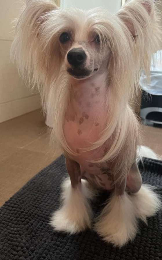 Coromar Darling Dona