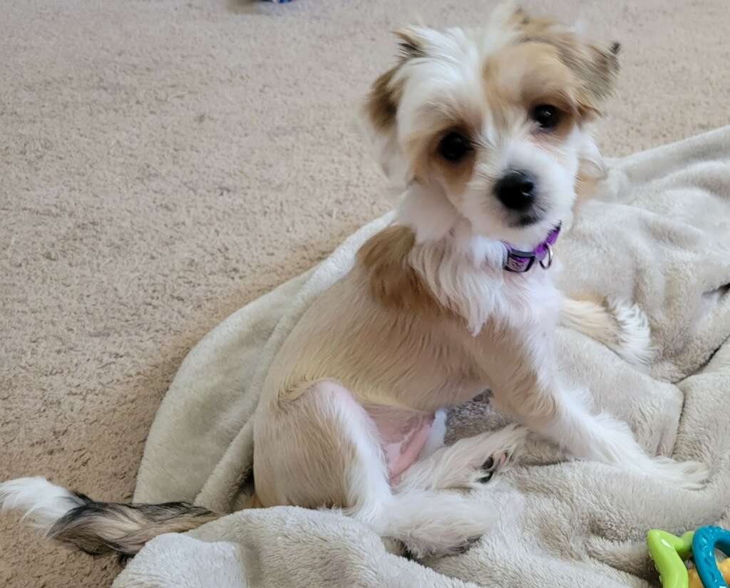 Zenith In Queso Emergency