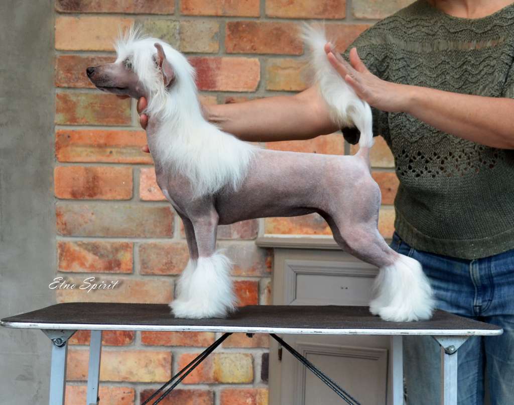 Etno Spirit Love Forever