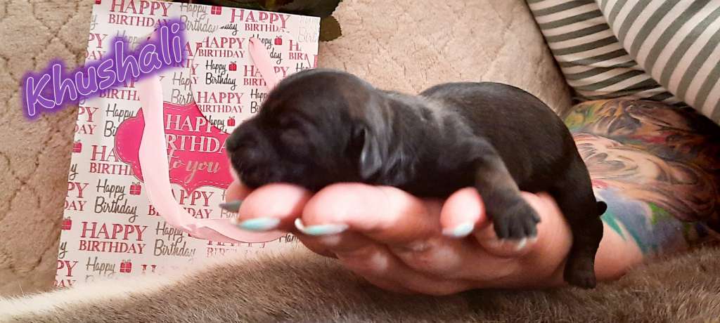 Khushali HaFi of Purple Rain