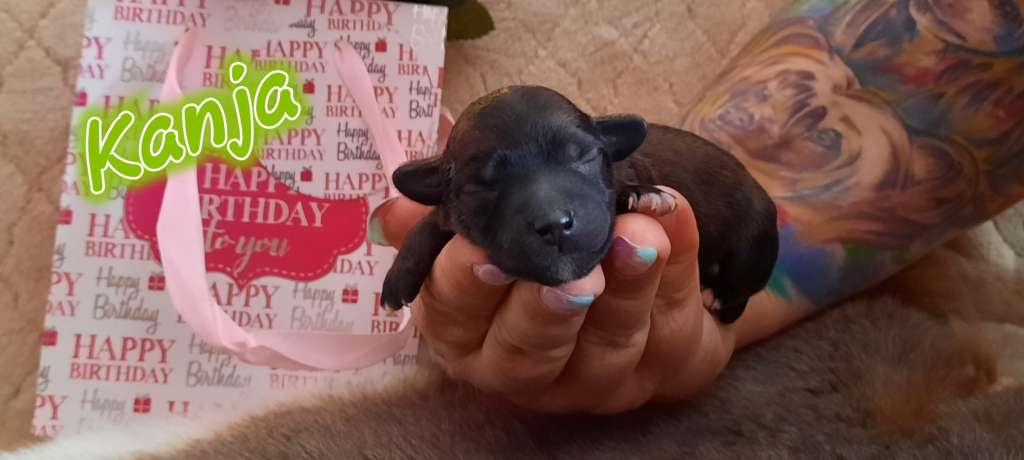 Kanja HaFi of Purple Rain