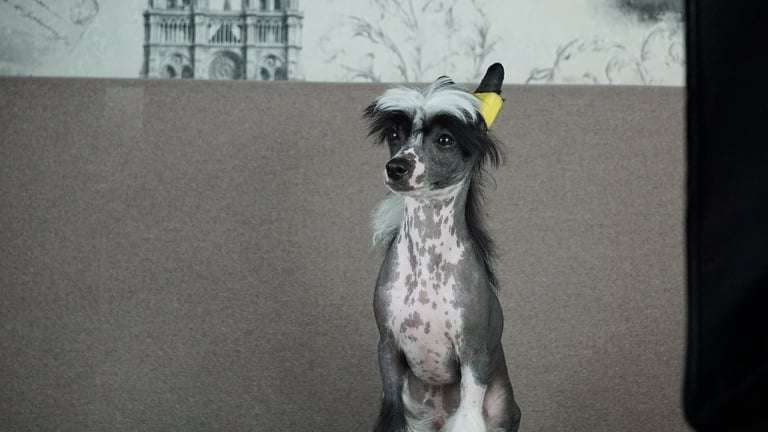 Melaneus Planet Of Dream