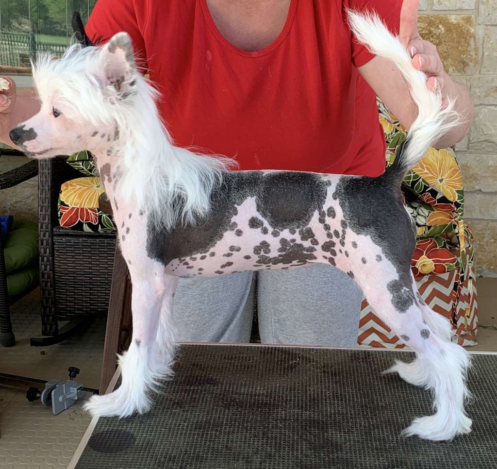 Sunlit & Dasha's Ru From The House Of Paul