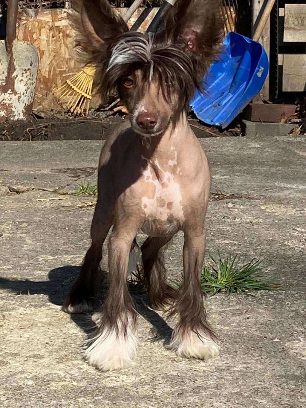 DaoDog Cocoa Bean