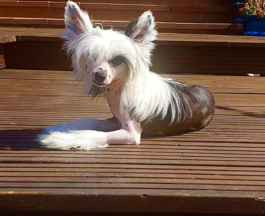 Coromar Eglantine Sweet