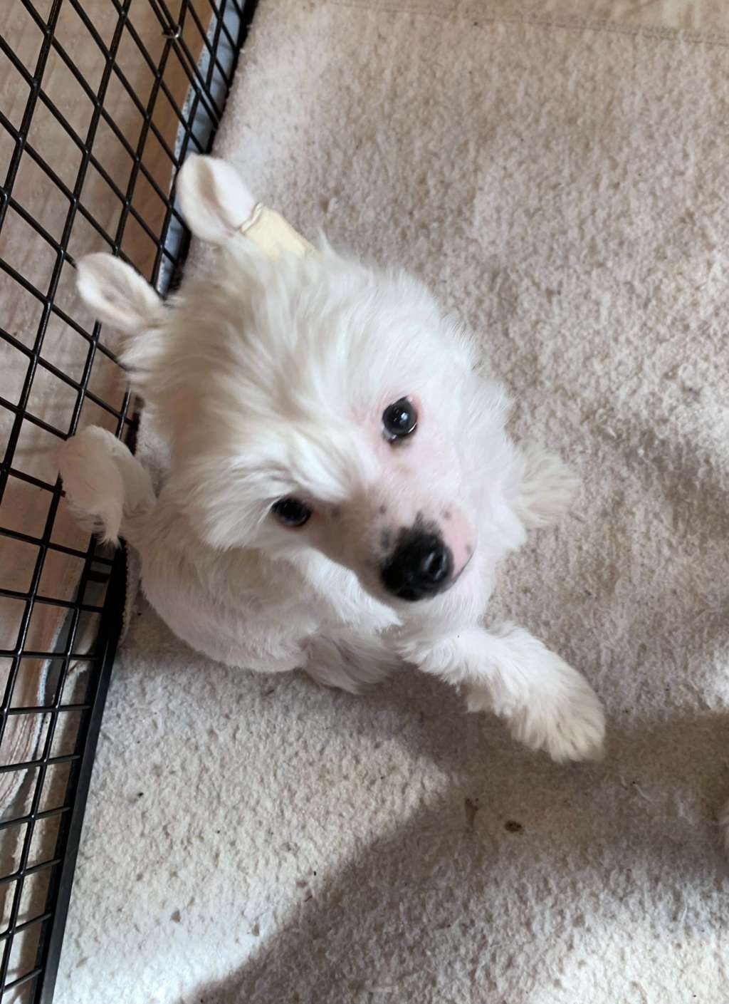 Cristall MyAngel It's Good to Be King At Sunlit