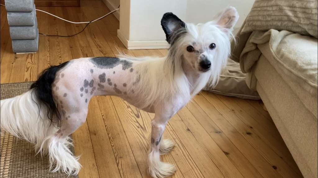 Pideraq's Smetanatuubi